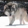 Dangerous Wolf