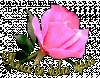 Merci Rose.gif