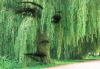 SAULE PLEUREUR.gif