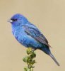 passerin-indigo-male1.jpg