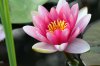 water-lily-264588_1280.jpg