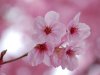japon_cerisiers_en_fleurs_saison_2014_4112.jpg