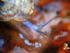 snail075.jpg