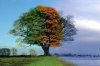 arbre_4_saisons-a9770.jpg