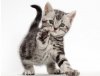 American-shorthair-chaton-1.jpg