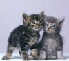 2-chatons.jpg
