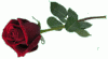 une-rose-rouge.gif