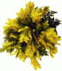 mimosa.gif