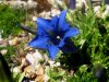 Gentiana-acaulis-2-1.jpeg