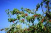 cherries-1595618__340.jpg