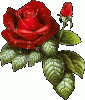 rose210.gif