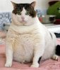 attention-voici-les-5-plus-gros-chats-au-monde-02.jpg