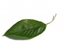 feuille.png