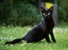 chat-noir-04-2016.jpg