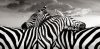Zèbres (2).jpg
