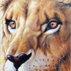 Peinture-acrylique-regard-du-lion.jpg
