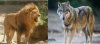 lion-loup.jpg