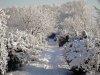 winter-555865_960_720.jpg