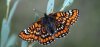 Papillon.jpg