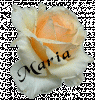 001_maria_roseblanche.gif 001_maria_roseblanche.gif
