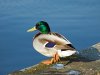 Male_mallard_standing.jpg Male_mallard_standing.jpg