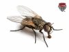 1-mouche-domestique.jpg