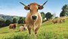 vache_aubrac_affiche_salon_agri_2018-3361775.jpg vache_aubrac_affiche_salon_agri_2018-3361775.jpg
