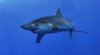 2019-06-03_120428.jpg-requin-940.jpg