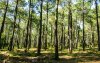 2dc86bc08f_120717_plus-grande-foret-landes.jpg