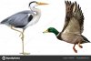 depositphotos_162092708-stock-photo-mallard-duck-grey-heron.jpg