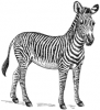 Zebra_(PSF).png