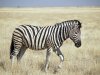 1200px-Burchell's_Zebra_(Etosha).jpg 1200px-Burchell's_Zebra_(Etosha).jpg