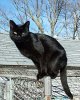 220px-Blackcat-Lilith.jpg