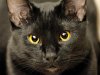 quelles_sont_les_caracteristiques_des_chats_noirs_1817_600.jpg
