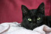 chat-pelage-noir.png