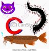 mille-pattes-c-cheshire-poisson-chat-vecteurs-eps_csp8154043.jpg