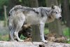 290px-Canis_lupus_Hellbrunn.jpeg