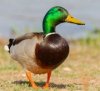 i41686-canard.jpg