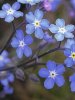 myosotis-sylvatica-indigo-blue-.jpg