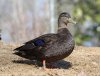 American_Black_Duck_male_RWD5.jpg