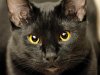 quelles_sont_les_caracteristiques_des_chats_noirs_1817_600.jpg
