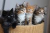 chatons-mignons-1.jpg