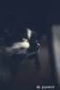 papiers-peints-portrait-d-39-un-chat-noir-regardant-loin-dans-une-piece-sombre.jpg.jpg