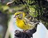 290px-Serin_cini_mars.JPG.jpg