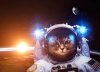 46699531-un-chat-de-l-astronaute-flotte-au-dessus-de-la-terre-etoiles-fournissent-l-arrière-p...jpg 46699531-un-chat-de-l-astronaute-flotte-au-dessus-de-la-terre-etoiles-fournissent-l-arrière-p...jpg