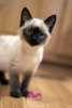 5267a9e2dfc954b35533e54b45b99684--siamese-kittens-ragdoll-cats.jpg 5267a9e2dfc954b35533e54b45b99684--siamese-kittens-ragdoll-cats.jpg