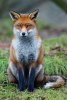 290px-Fox_study_6.jpg