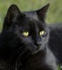 chat-noir_c4a747bd23dc27a0674b91ea47c9e2bbae6ee201.jpg