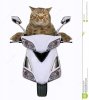 tour-de-chat-un-scooter-blanc-125144721.jpg