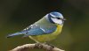 oiseau-mesange-bleue-730x420.jpg